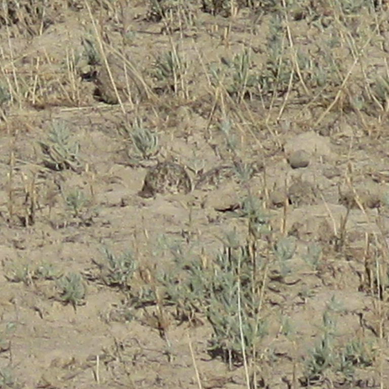 Stone curlew