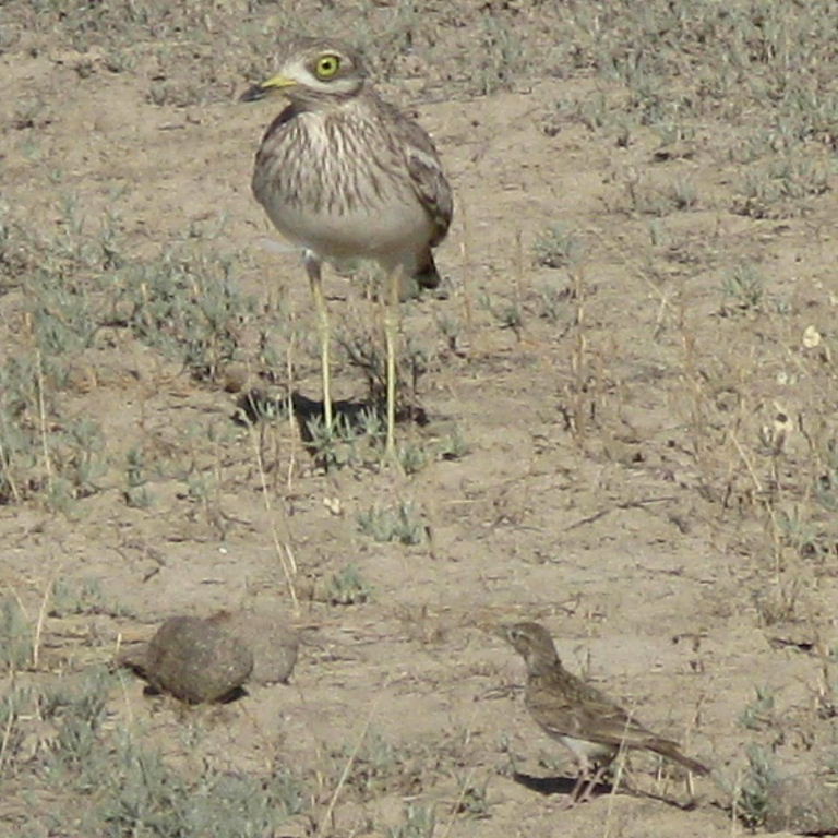 Stone curlew