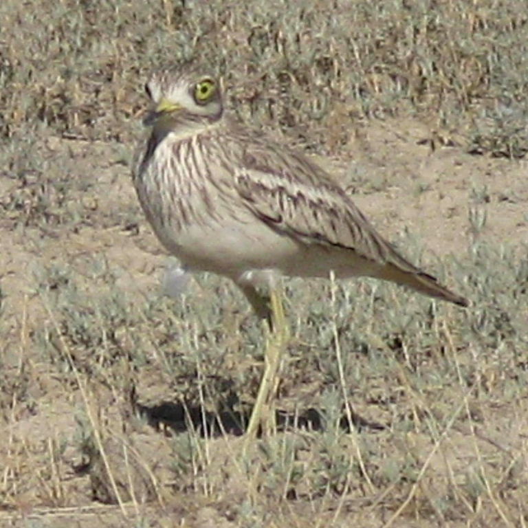 Stone curlew