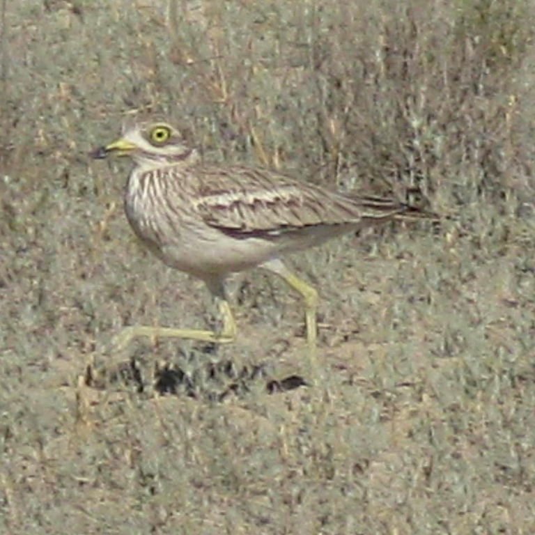 Stone curlew