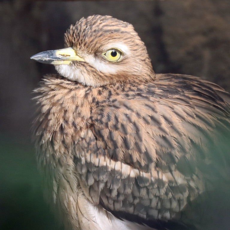 Stone Curlew