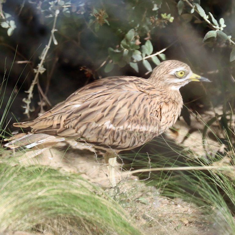 Stone curlew
