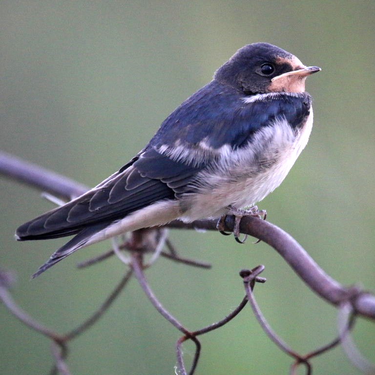 Young Barn Swallow