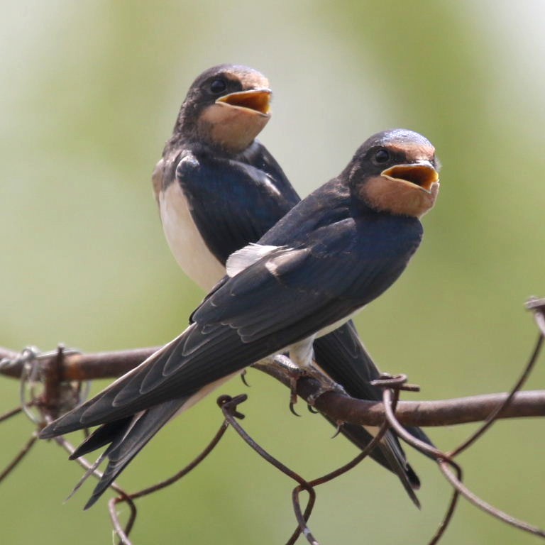 Young Barn Swallow