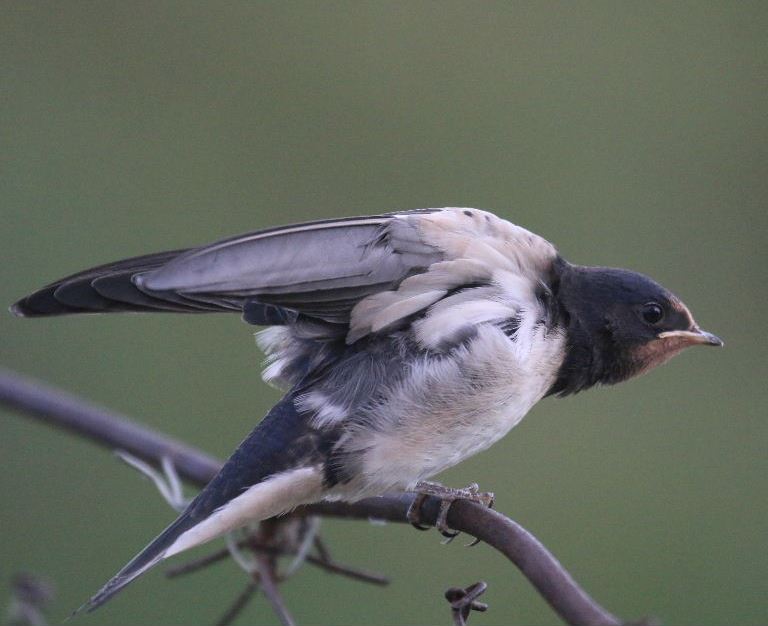 Young Barn Swallow