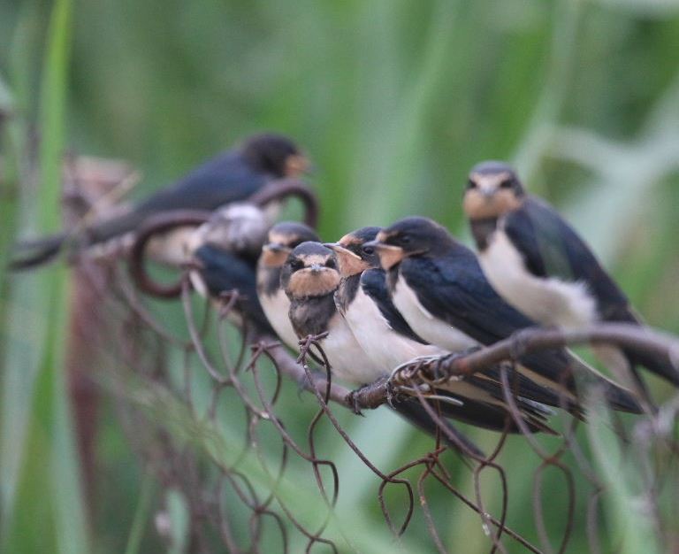 Young Barn Swallow