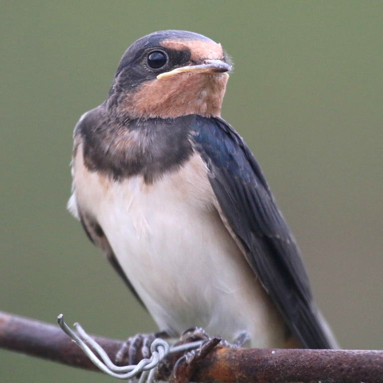 Young Barn Swallow