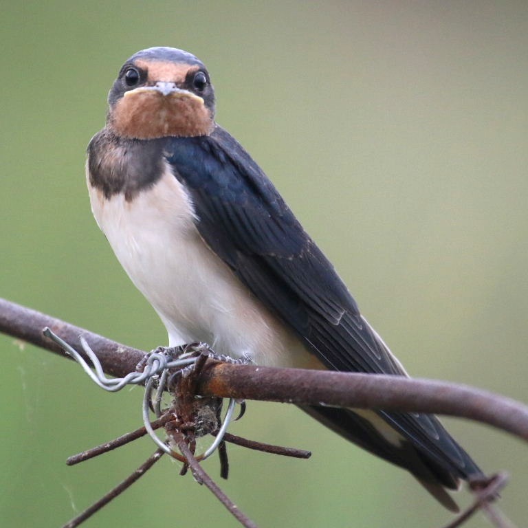 Young Barn Swallow