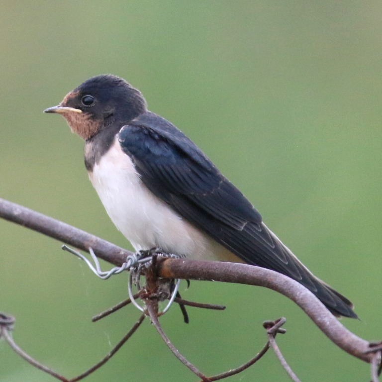 Young Barn Swallow