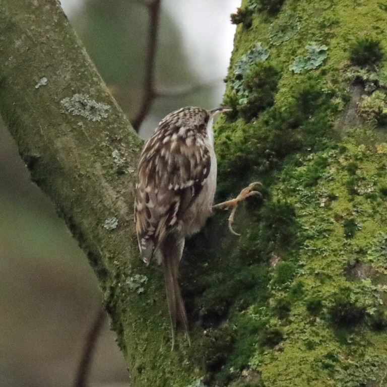Treecreeper