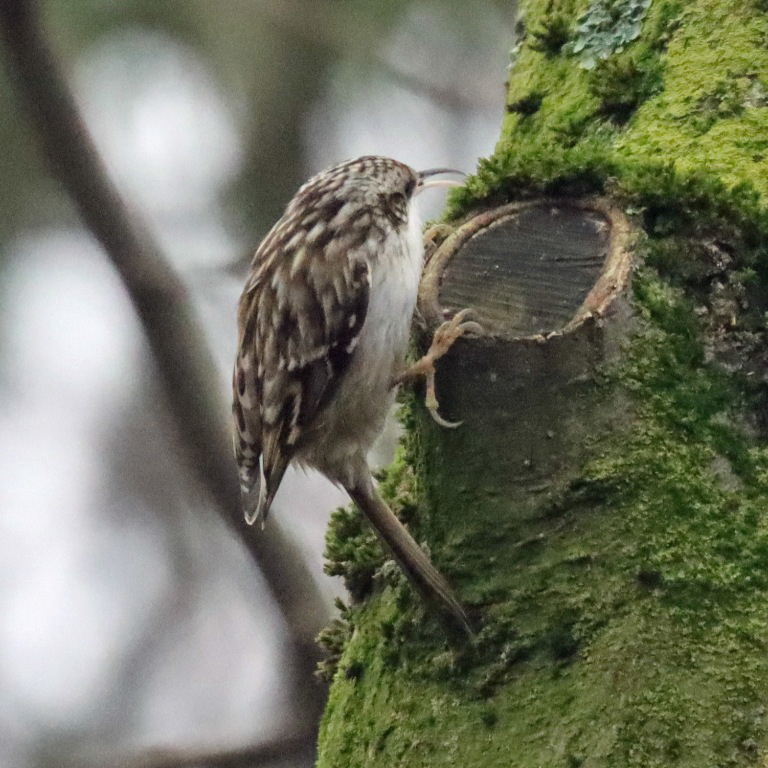 Treecreeper