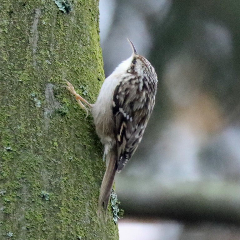 Treecreeper
