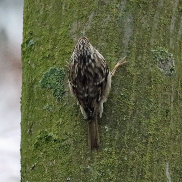 Treecreeper
