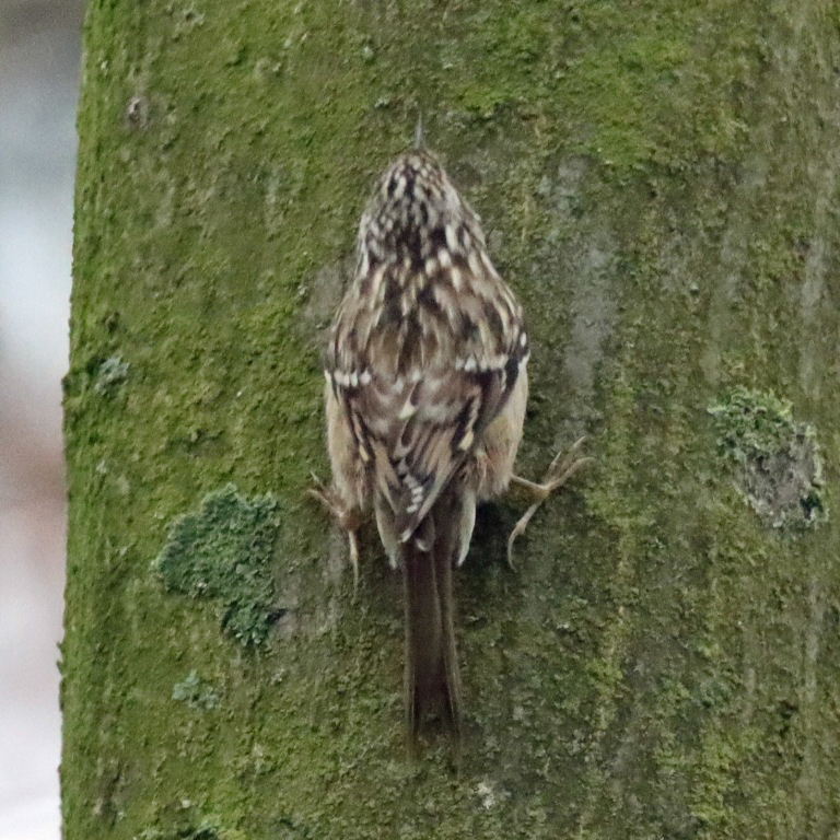 Treecreeper