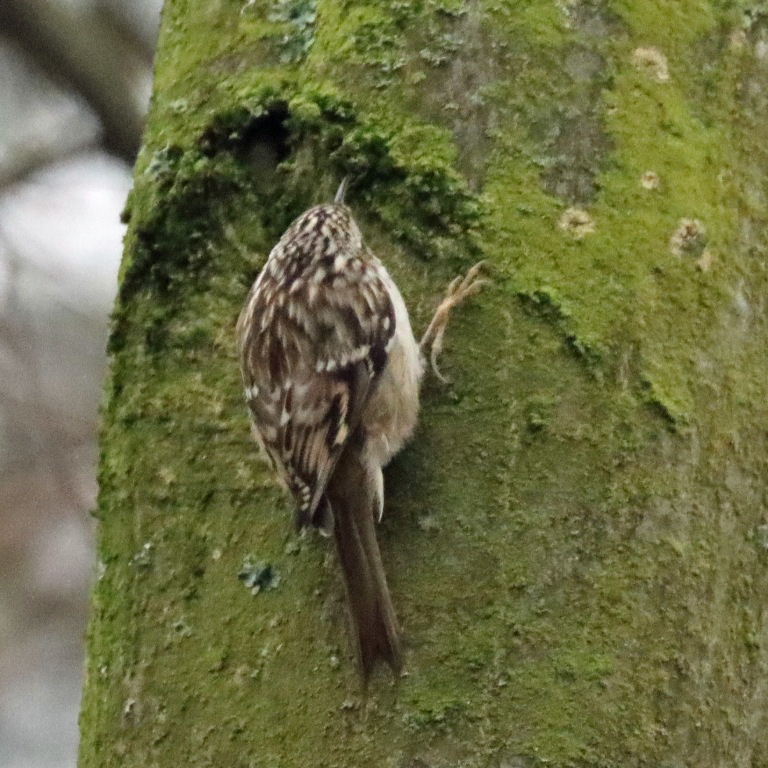 Treecreeper