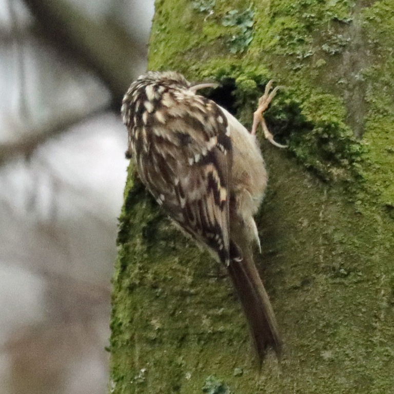 Treecreeper