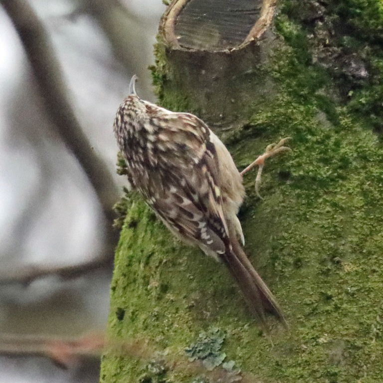 Treecreeper