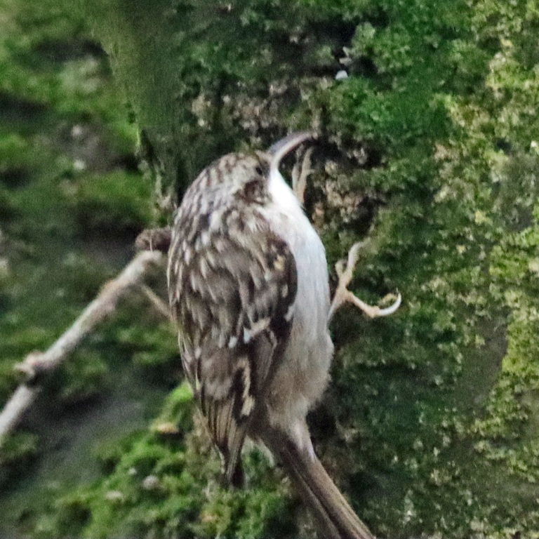 Treecreeper