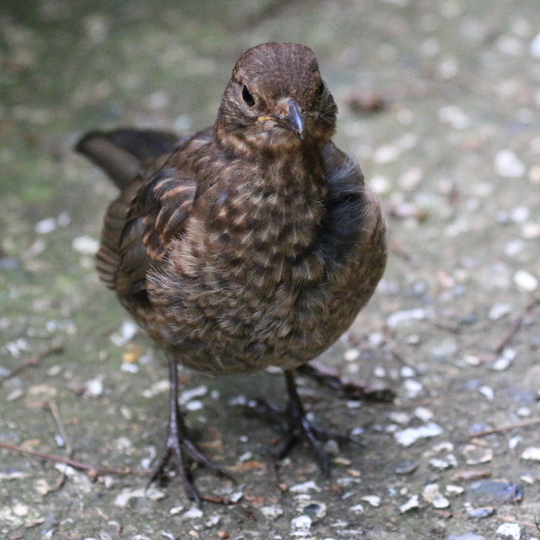 Young Blackbird