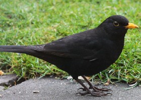 Blackbird