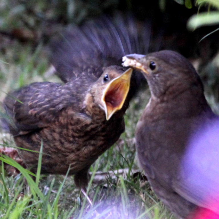 Blackbird being fed