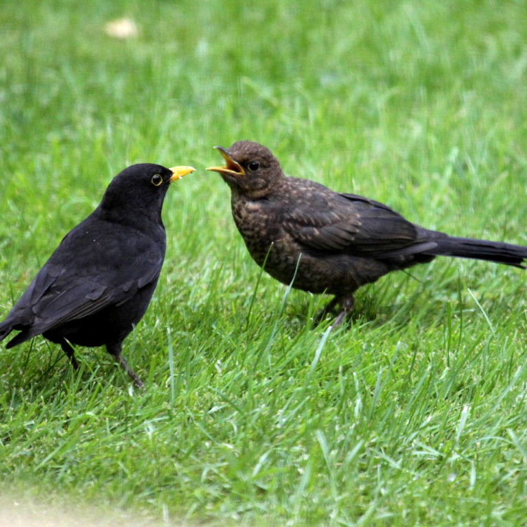 Male blackbird feeding young