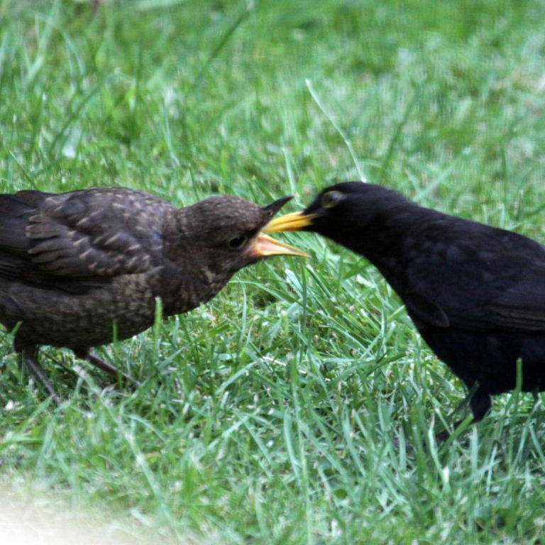 Male blackbird feeding young