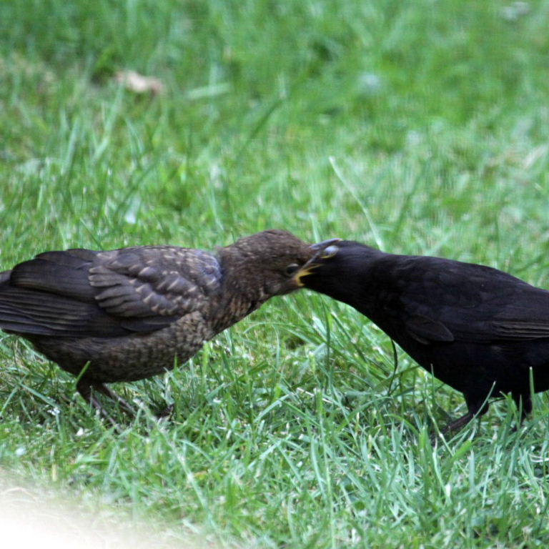 Male blackbird feeding young