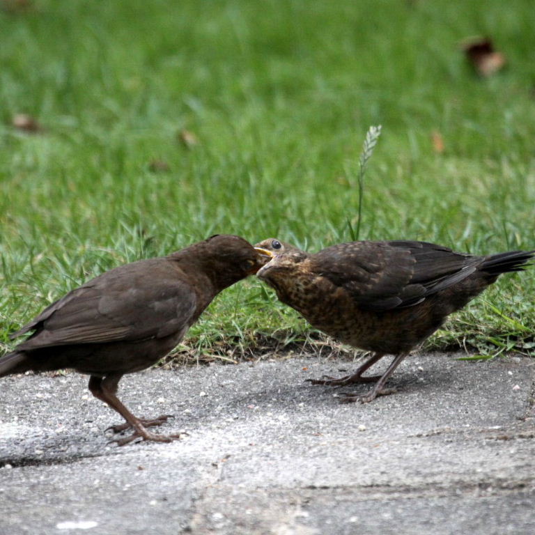 young blackbird being fed