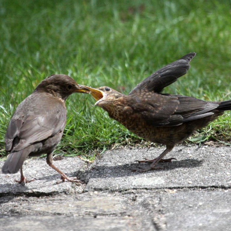 young blackbird being fed