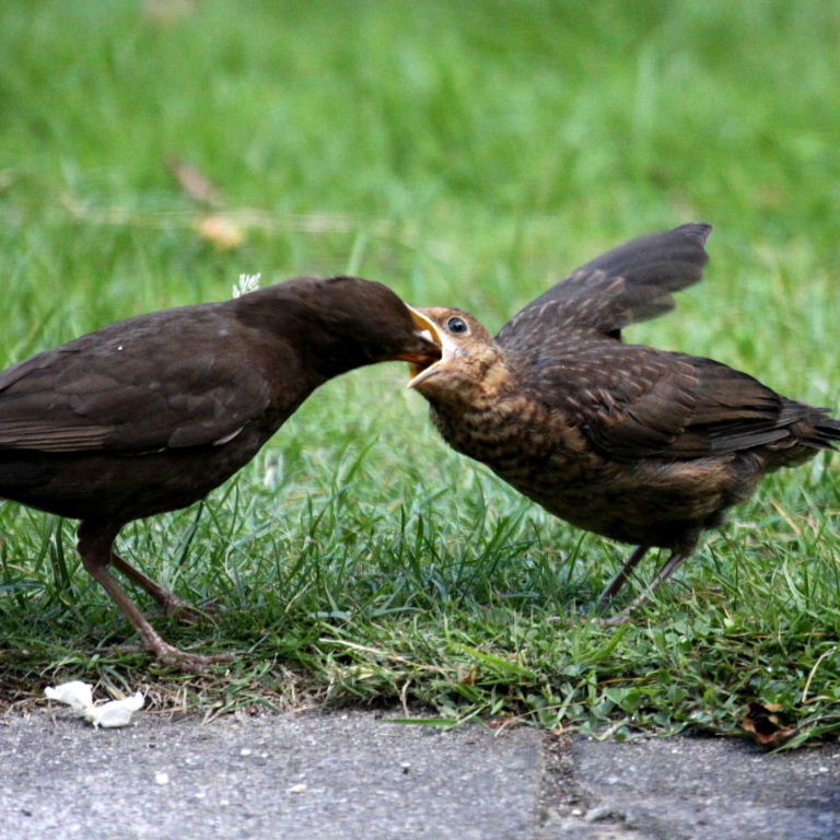 young blackbird being fed