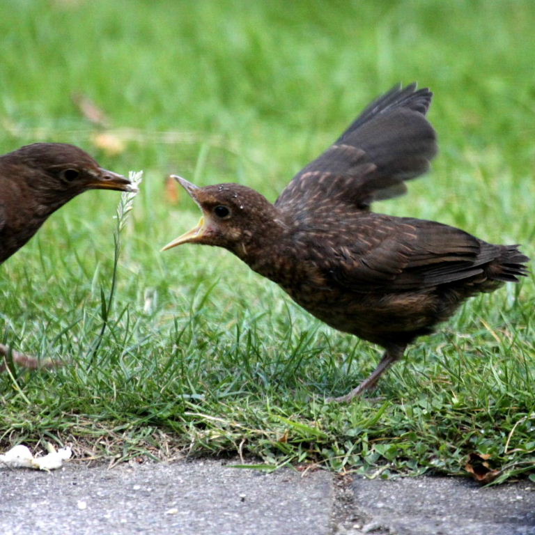 young blackbird being fed
