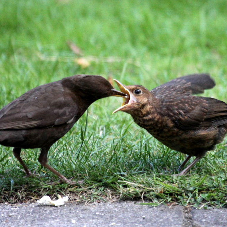 young blackbird being fed