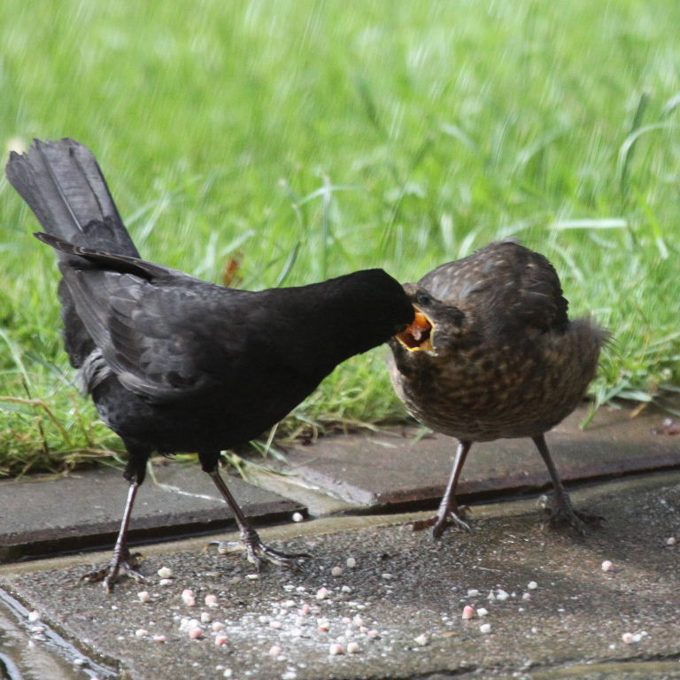 Male blackbird feeding young