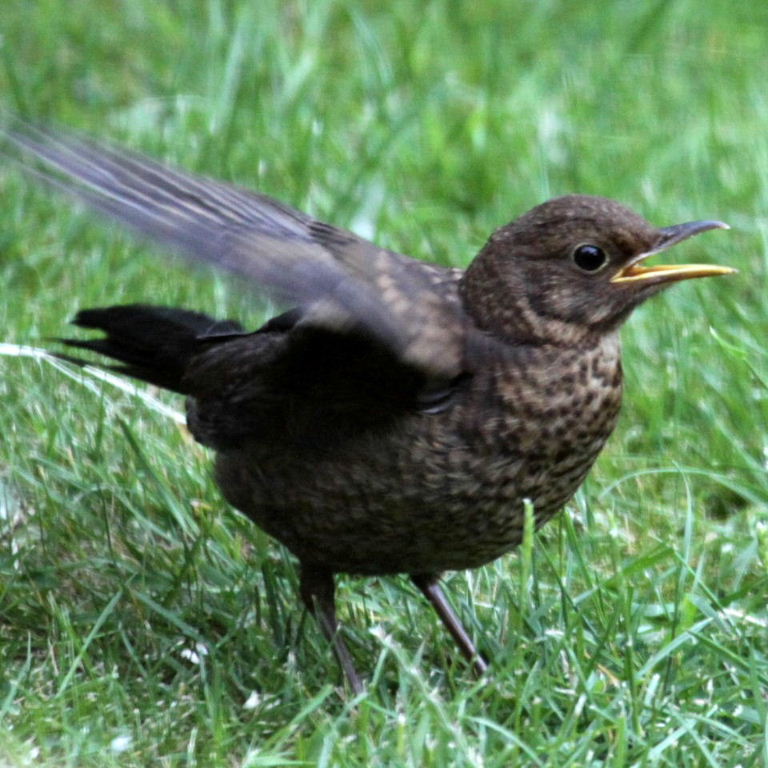 Young Blackbird