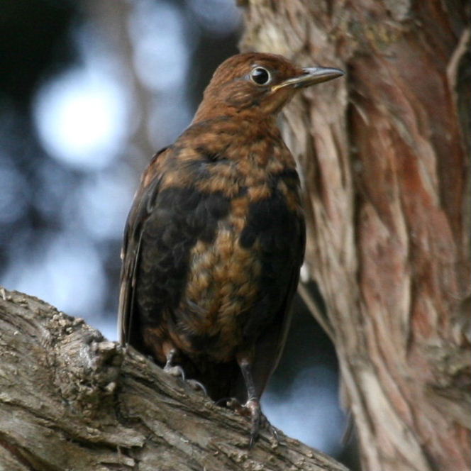 Juvenile Blackbird