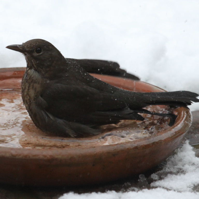 Blackbird bathing in snow