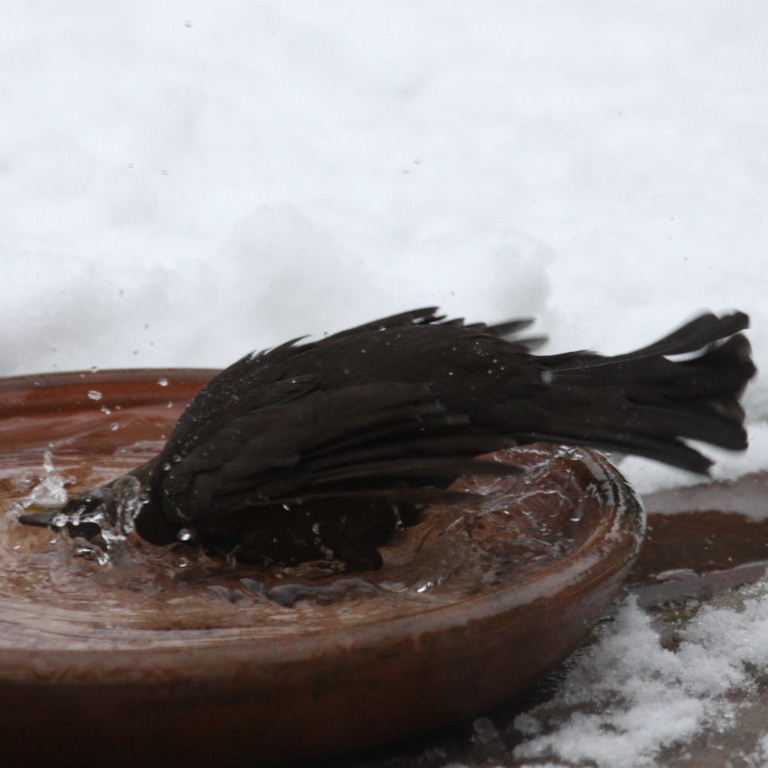 Blackbird bathing