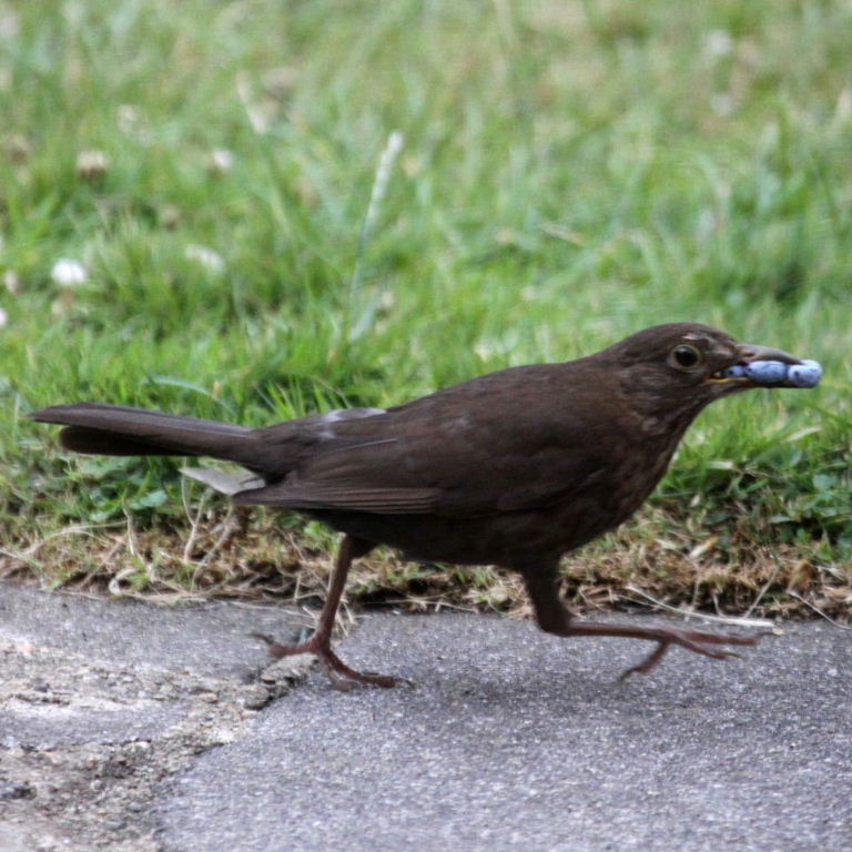 Blackbird with berries