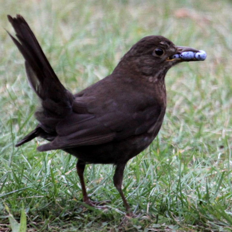 Blackbird with berries