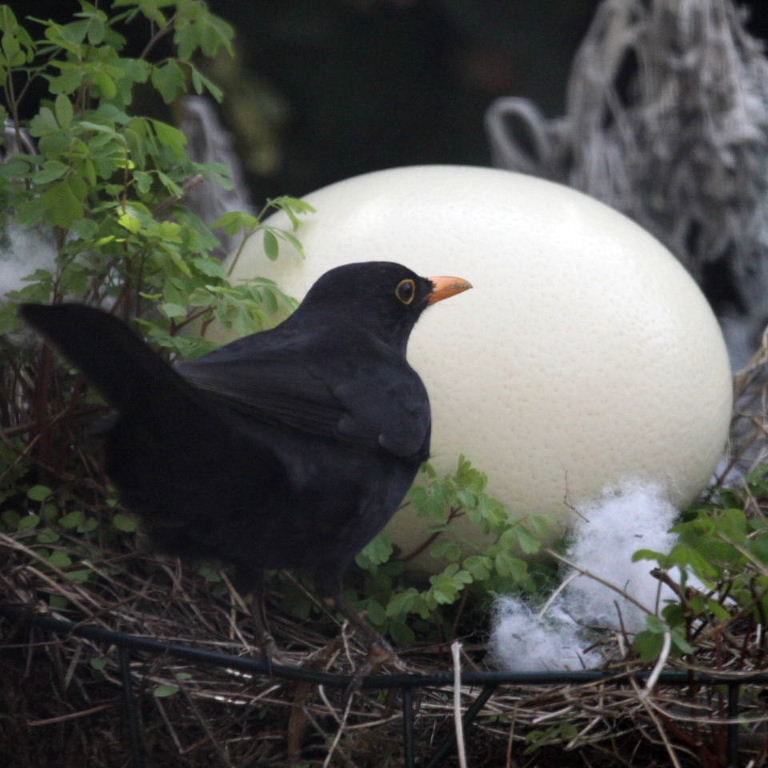 Male Blackbird with Ostrich egg