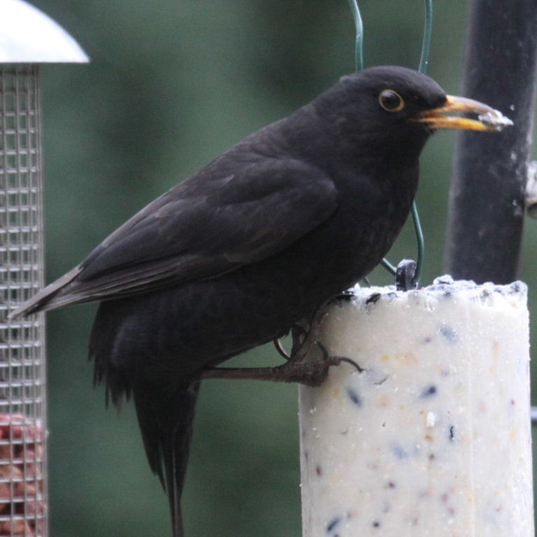 Blackbird eating peanut cake
