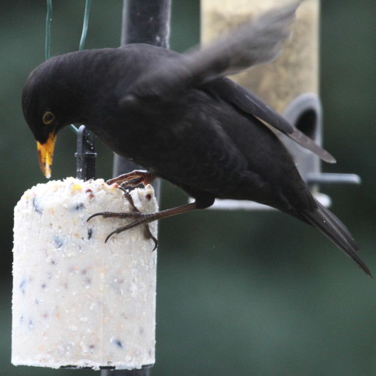 Blackbird eating peanut cake