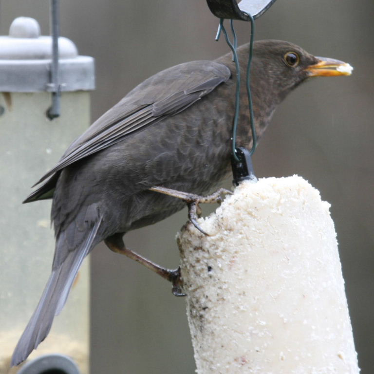 Blackbird eating peanut cake
