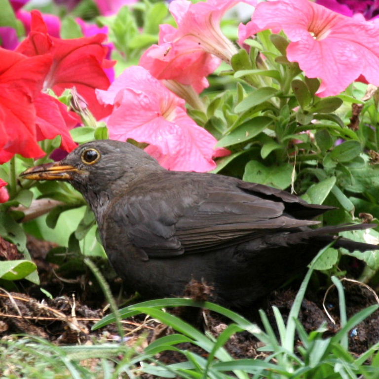 Blackbird in petunias