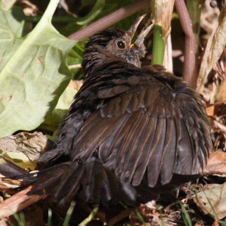 Blackbird sunbathing