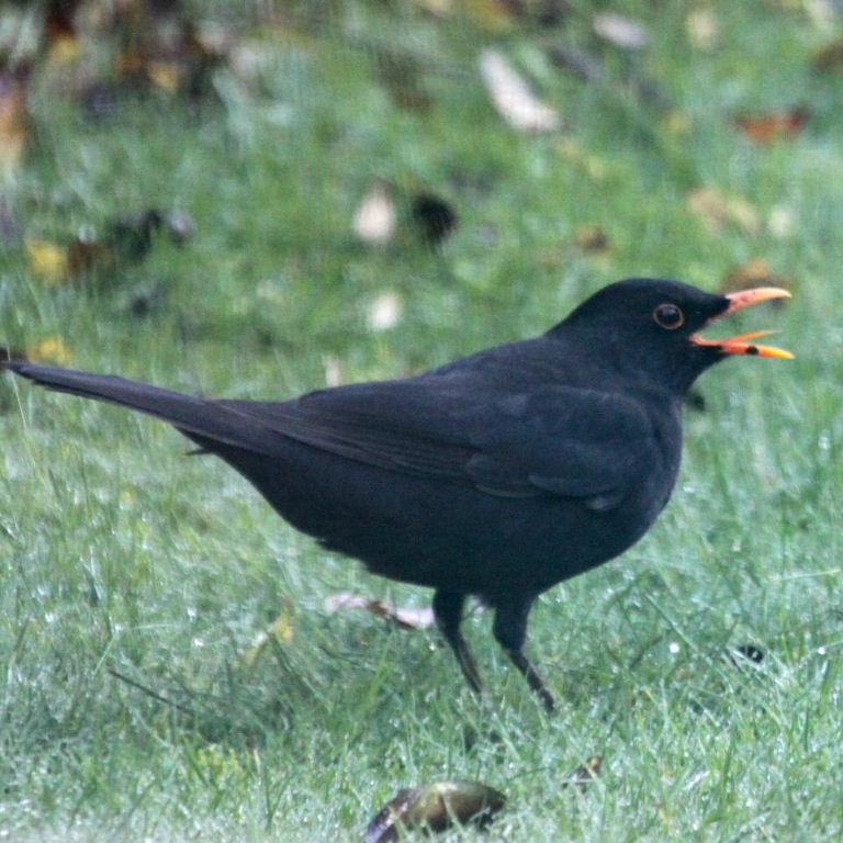 Blackbird tongue