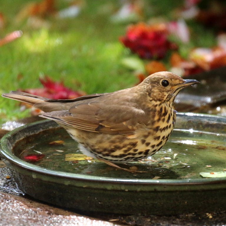 Song thrush in bath
