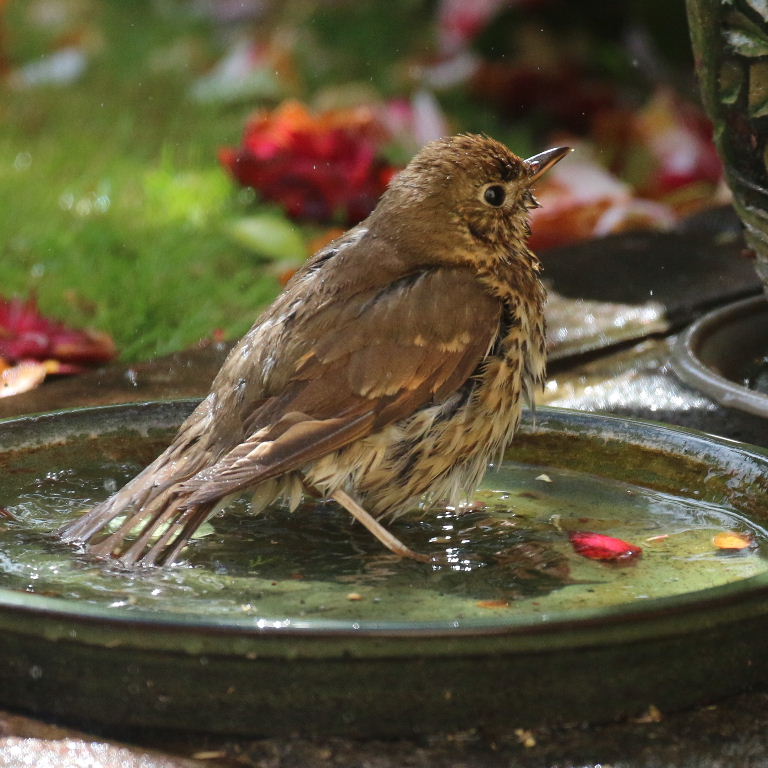 Song thrush in bath