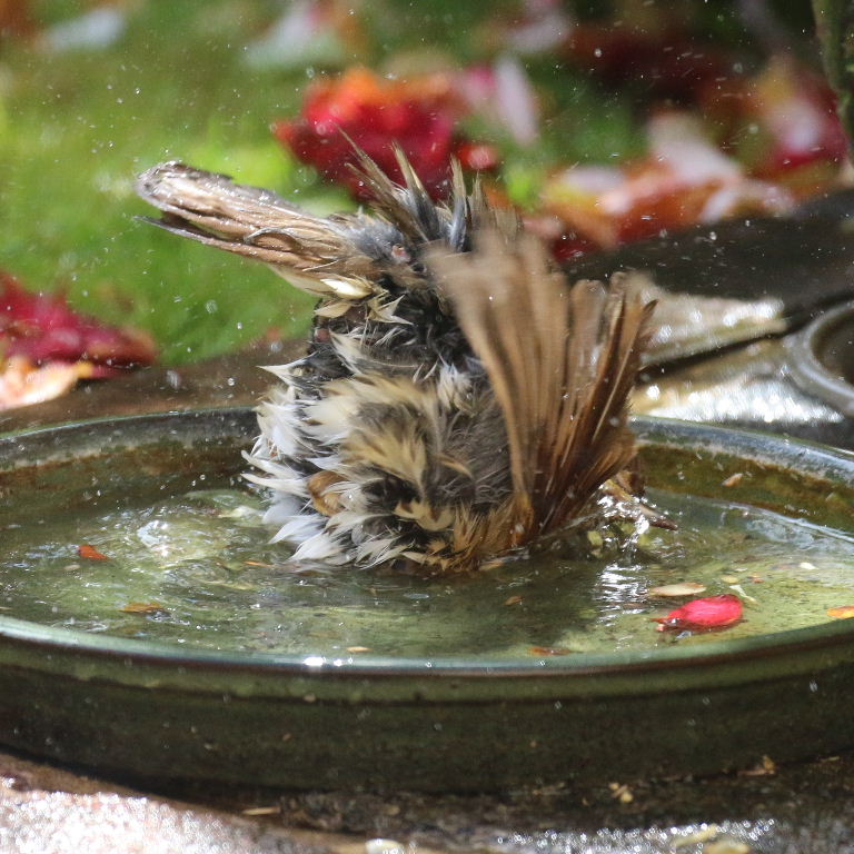 Song thrush in bath